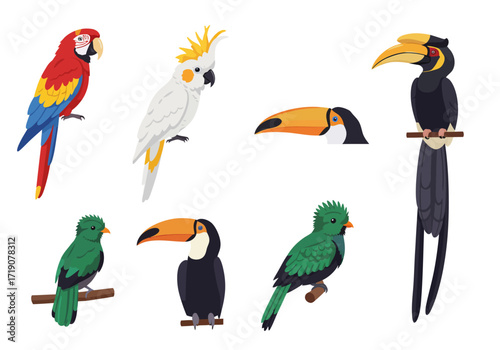 Illustration of tropical birds parrot cockatoo toucans and hornbill on a white background