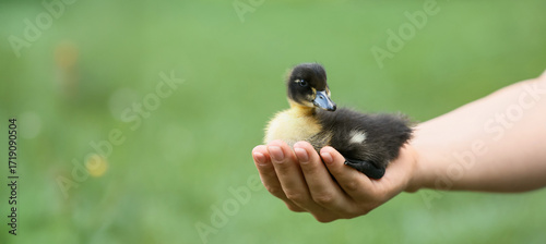 Farmer with cute duckling o...