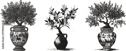 Engraving style illustration of olive trees in decorated amphora vases. Vector crayon Mediterranean antique sketch.
