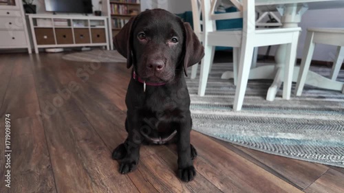 Adorable Chocolate Labrador puppy in modern living room. Cute brown Lab pup at home, representing pet ownership, companionship, and the joy of a new family member.