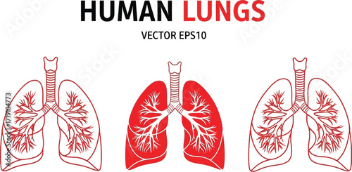 Human lungs anatomy vector illustration respiratory system art editable vector
