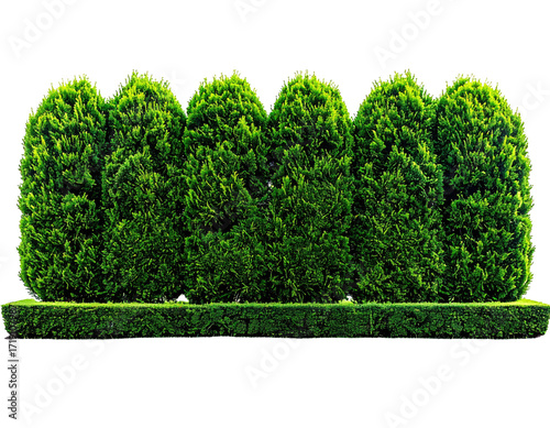 Lush, symmetrical hedge row
