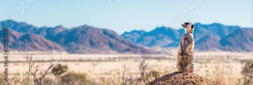 Meerkat watching horizon