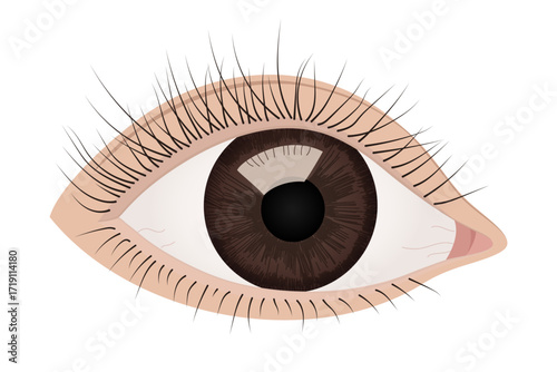 Human Eye Highlighting Iris, Eyelashes, and Eyelids. Detailed Anatomical Vector Illustration
