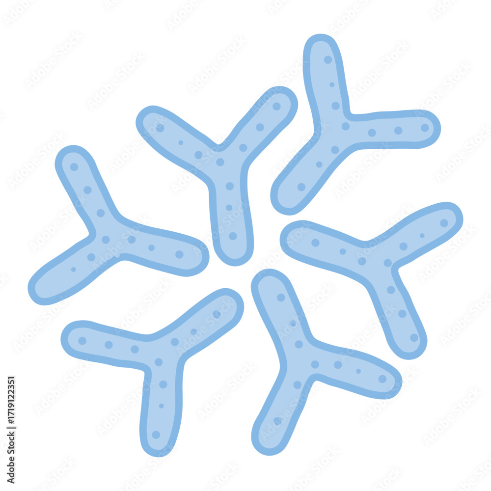 Obraz premium Bifidobacterium Probiotic Bacteria