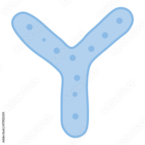 Bifidobacterium Probiotic Bacteria