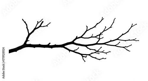 A black bare tree branch with smaller twigs extending set against a white backdrop
