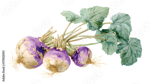Watercolor illustration of turnips with green leaves