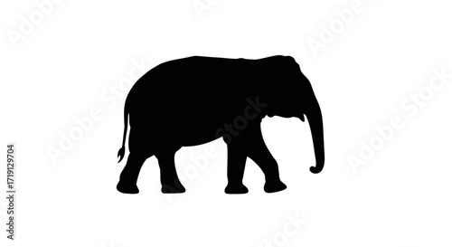 A solid black silhouette of an elephant walking clearly showing its trunk legs and tail against a plain white background