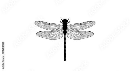 Black silhouetted dragonfly with detailed wing veins centered on white