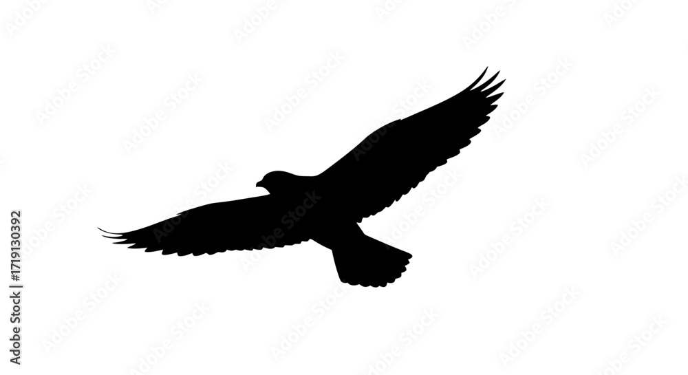 Fototapeta premium Silhouette of a bird in flight wings spread head turned contrasting against a white background