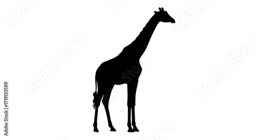 Silhouette of a giraffe standing shown in black against a white background