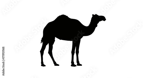 Silhouetted camel standing stark black on white background