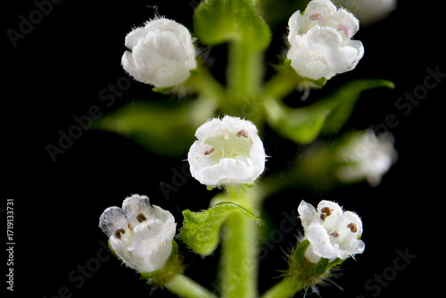 Flower of green shiso (Perilla frutescens var. acuta) in Japan in September