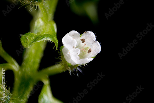 Flower of green shiso (Perilla frutescens var. acuta) in Japan in September
