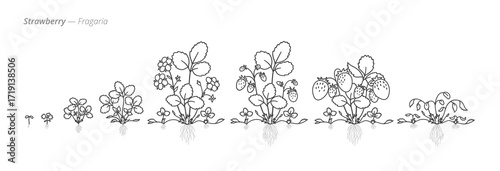 Growth stages of strawberry plants illustrations. Botanical monochrome black and white hand drawn vector Illustration