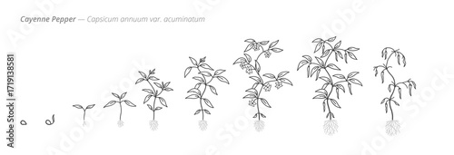 Growth stages of cayenne pepper from seed to harvest. Botanical monochrome black and white hand drawn vector Illustration