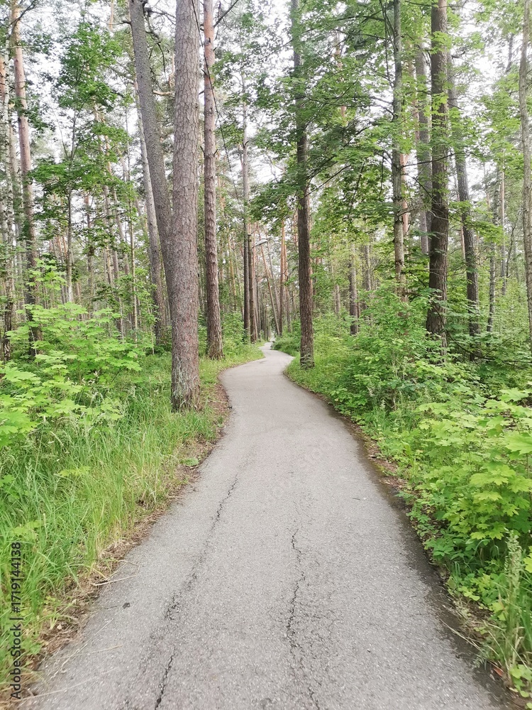 Fototapeta premium forest in the forest