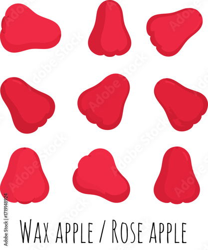 Artistic Bell Fruit Wax Apple Rose Apple Java Apple Red Tropical Water Fruit Exotic Botanical Vector