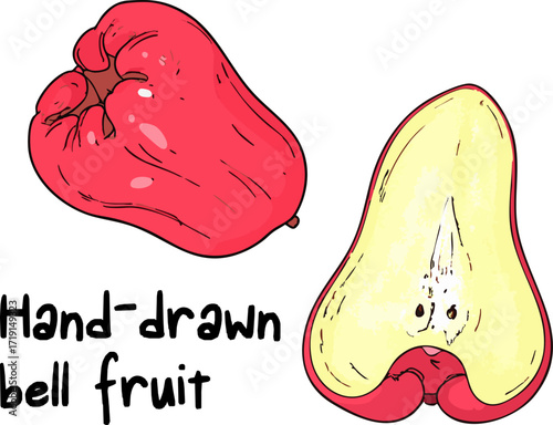 Hand drawn?wax apple fruit?vector illustration?showcasing tropical?red juicy water?apple fresh healthy?exotic food