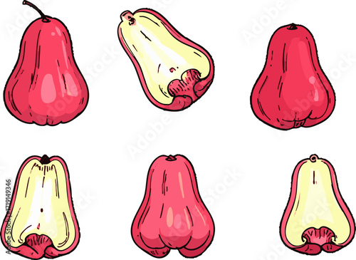 Juicy wax apple hand drawn illustration healthy water apple tropical fruit design for nutrition and exotic food art