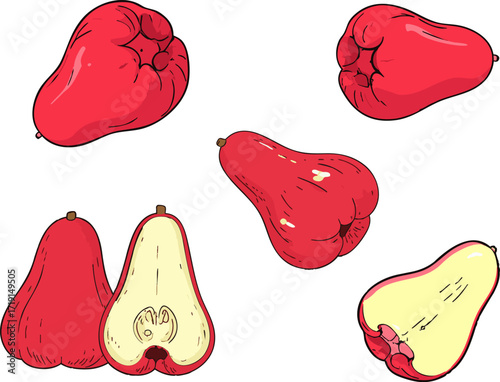 Fresh hand drawn wax apple fruit tropical healthy water apple illustration vector exotic food botanical art decor