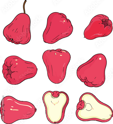 Red wax apple tropical fruit hand drawn vector illustration healthy water apple nutrition exotic food botanical art