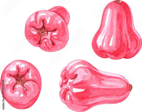 Watercolor wax apple bell fruit cross section whole fruit pink red tropical exotic Asian fruit