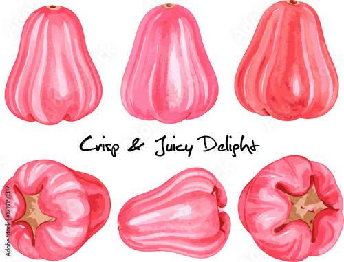 Wax Apple watercolor painting pink red tropical bell fruit cross section whole Asian exotic fruit