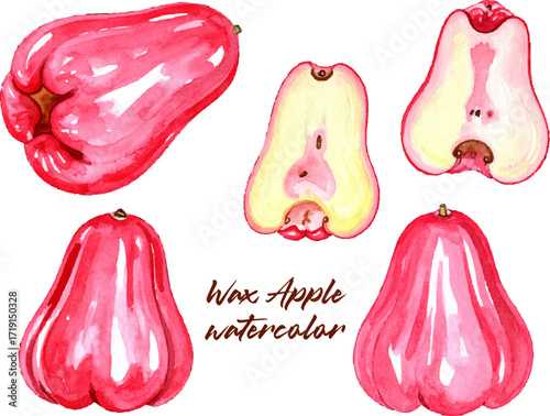 Wax Apple watercolor illustration text pink red tropical bell fruit Asian exotic whole cross cut