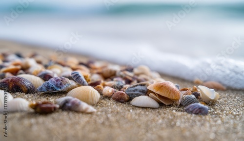 Wallpaper Mural Seashells on sandy beach, shallow depth of field Torontodigital.ca