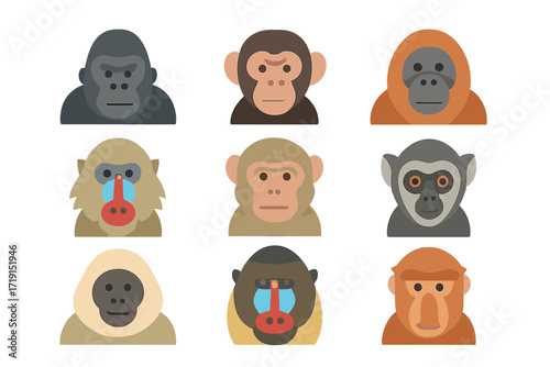Primate Icon Set. Flat icon set of primates: gorilla, chimpanzee, orangutan, baboon, macaque, lemur, gibbon,