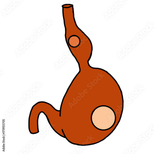 chicken stomach