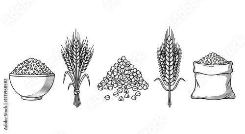 Hand drawn sketch collection of cereal grains and wheat. Vector Illustrations. EPS Editable