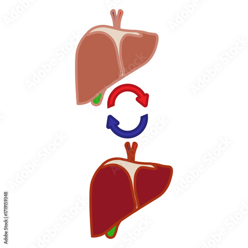 Liver Transplant Medical Icon