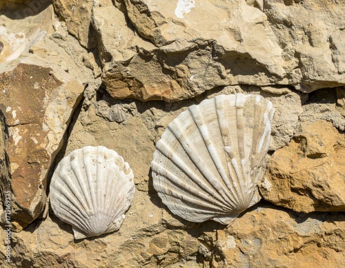 Fossilized scallop shells in a textured rock formation