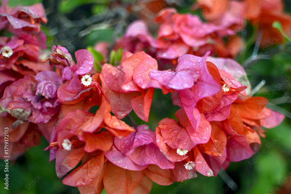 Φωτογραφία Close up of pink bougainvillea flowers and bracts in natural light