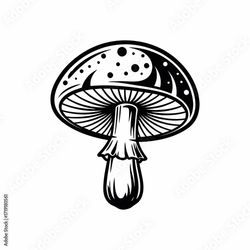 Detailed black and white illustration of a mushroom with gills and spots.