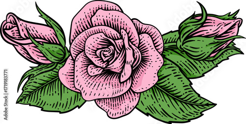 A rose flower woodcut illustration in a vintage engraved etching woodcut style