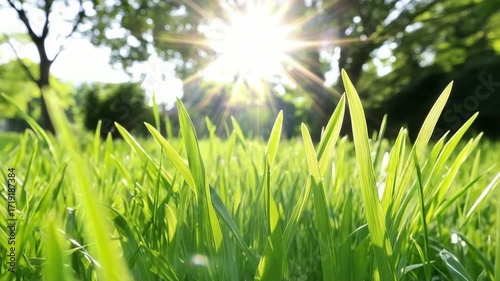 Sunlight shining through green grass in a park