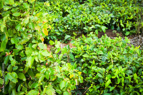 Beautiful Cinnamon Tree with Fresh Green Leaves Growing in Tropical Garden Environment. Cinnamomum verum Cinnamon Tree with Glossy Green Foliage in Natural Outdoor Background. Closeup of Cinnamon Tree