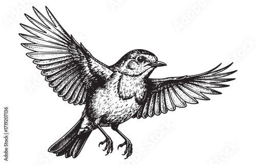 robin bird flying engraving vector style