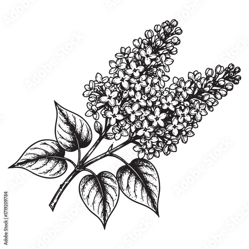 Lilac flower engraving vector style