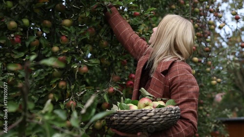 woman carefully selecting and picking a ripe apple
