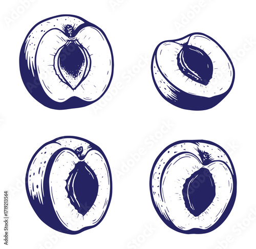 Hand drawn illustration of four stylized apricots with exposed seeds and detailed cross sections.