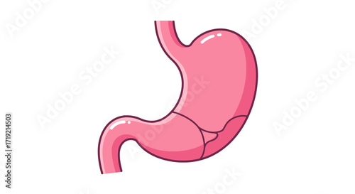 Detailed pink stomach anatomy perfect for educational diagrams, medical brochures, or health-focused websites needing a clear, informative human body illustration