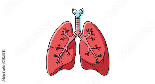 Detailed lung illustration for medical education, pulmonary health awareness, or respiratory system infographics in vibrant red and blue tones, perfect for healthcare marketing