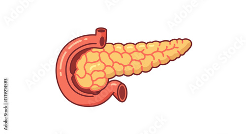 Detailed anatomical illustration of the human pancreas and duodenum, perfect for medical education, healthcare presentations, and scientific research, showcasing the digestive system
