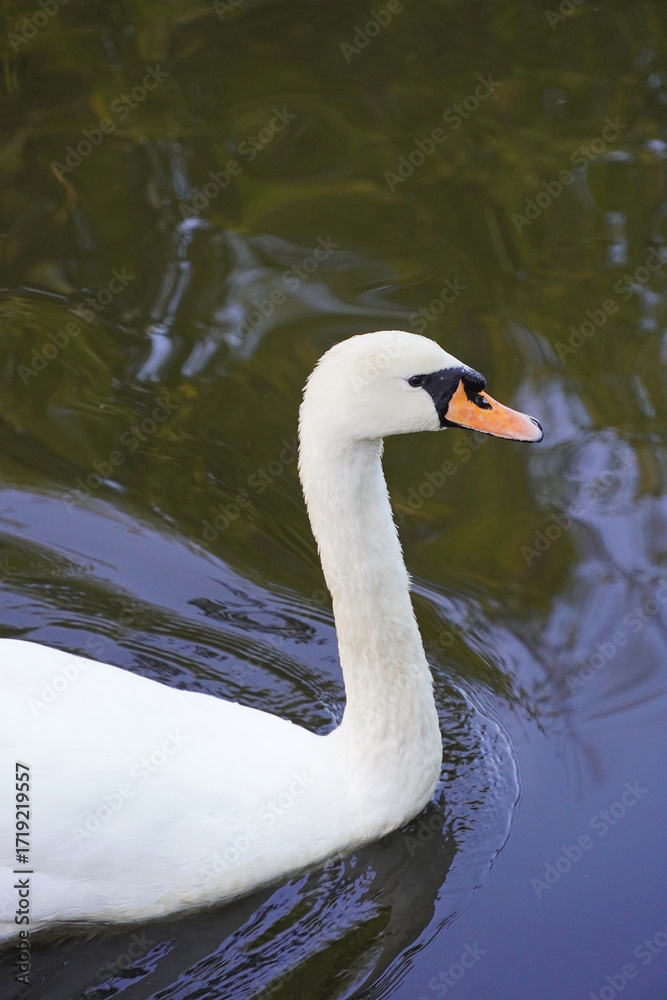 Fototapeta premium A white swan swims on the water a large bird a reservoir fauna nature
