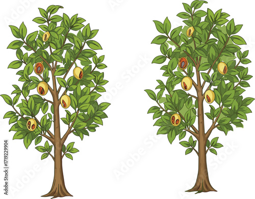 Cartoon peach trees with ripe fruits and visible pits illustration showing botanical anatomy, fruit development, and seasonal agricultural design concept